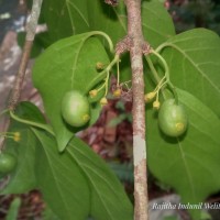 Canthium coromandelicum (Burm.f.) Alston